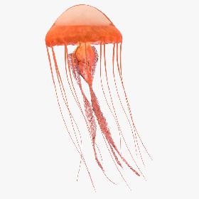 Jellyfish 01
